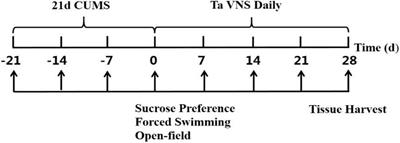 Transcutaneous Auricular Vagus Nerve Stimulation at 20 Hz Improves Depression-Like Behaviors and Down-Regulates the Hyperactivity of HPA Axis in Chronic Unpredictable Mild Stress Model Rats